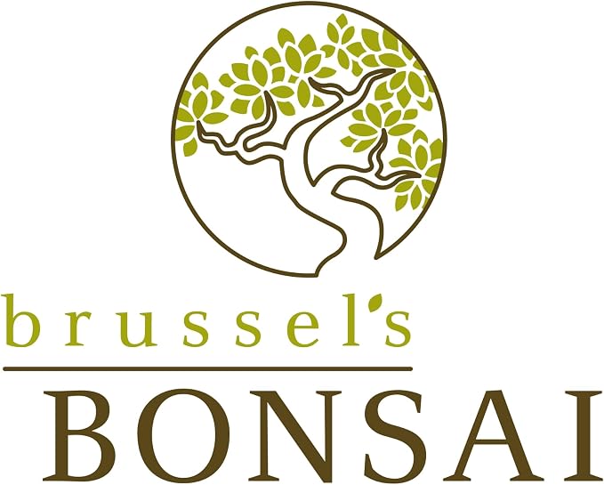 Brussel's Bonsai - Live Golden Gate Ficus Bonsai Tree Kit with Ceramic Bonsai Pot & Bonsai Soil, Indoor Bonsai Plant Starter Kit, Easy Care Houseplant for Home or Office (Small)