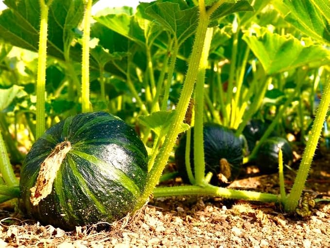 TomorrowSeeds - Kabocha Squash Seeds - 60+ Count - for 2026 Planting Japanese Pumpkin Green Hokkaido Ebisu Asian Tetsukabuto Buttercup Gourd Garden Vegetable Grow Your Own Home Farm Patio Healthy