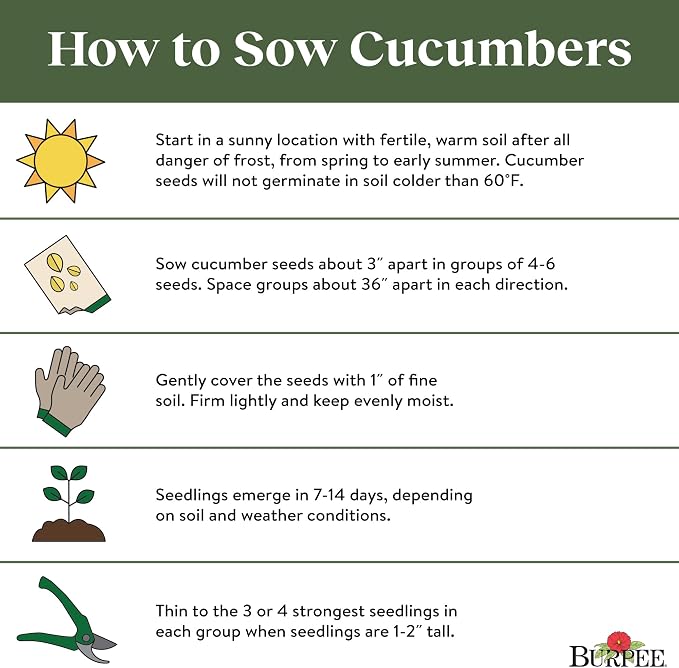 Burpee 'Bush Champion' Slicing Cucumber Seeds, 60 Non-GMO seeds, Container Friendly, Burpee Exclusive