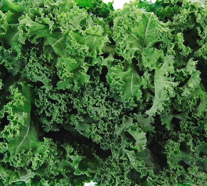 Dwarf Siberian Kale Seeds for Planting – Plant & Grow Heirloom Non-GMO Dwarf Siberian Kale in Home Outdoor Vegetable Garden, Brassica Napus – 1 Packet Approx 200 Seeds