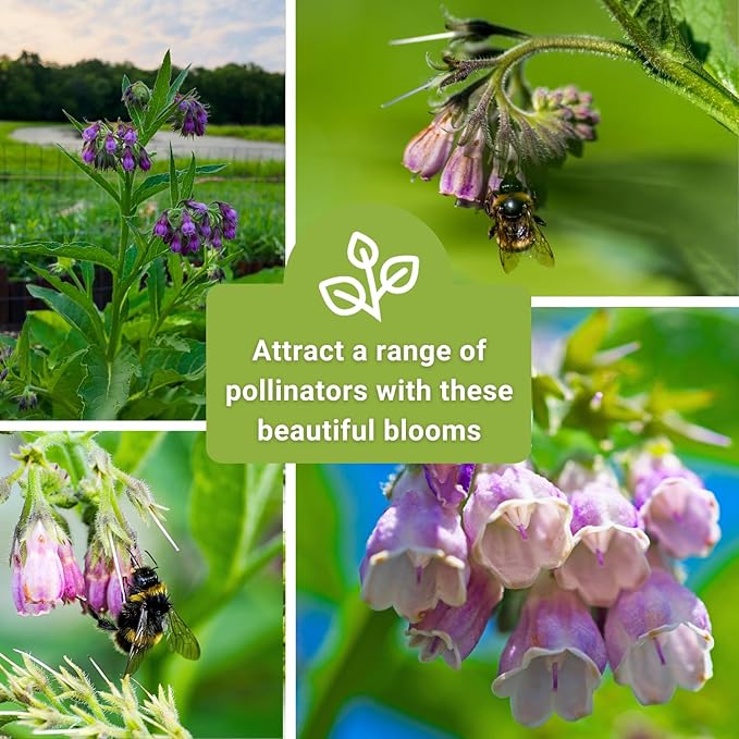 Sow Right Seeds - Comfrey Seeds for Planting - Non-GMO Heirloom - High-Yield Comfrey for Garden, Medicinal Herbs, and Soil Improvement - Outdoor or Indoor Herb Garden - Use for Home Remedies (3)