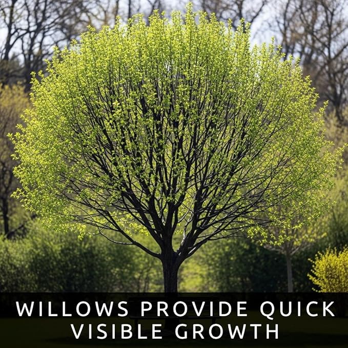 Blackskin Willow Bonsai Tree Cutting to Grow - Rare Dark Branches, Easy-to-Grow Bonsai for Indoor & Outdoor Decor, Beginner-Friendly, Unique Miniature Tree Gift, Fast Growing
