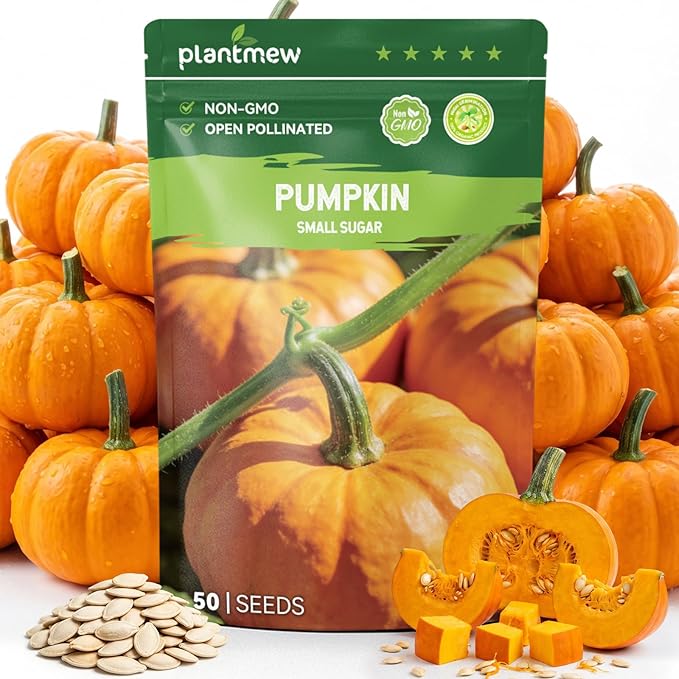 50 Heirloom Small Sugar Pumpkin Seeds for Planting – Sweet Pie Pumpkin, Compact Vines, High Germination, Ideal for Home Garden & Container