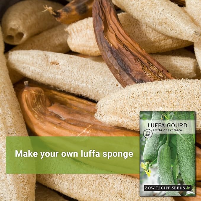 Sow Right Seeds - Luffa Gourd Seed for Planting - Non-GMO Heirloom Packet with Instructions to Plant a Home Vegetable Garden - Grow Your Own Loofah Sponge at Home - Show Off Unique Gourds (2)