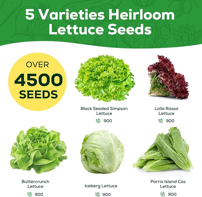 Heirloom Lettuce Seeds - 5 Varieties Lettuce Seeds for Planting - Black Seeded Simpson, Iceberg, Buttercrunch, Parris Island Cos & Lolla Rossa Lettuce - Home Garden & Hydroponic Seeds