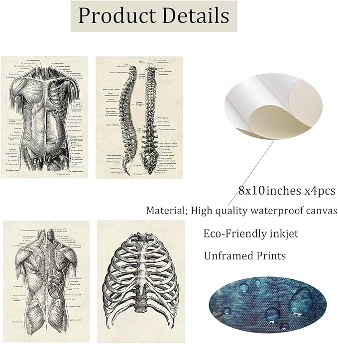 Ohhvvow Human Anatomy Artwork Medical Wall Art Canvas, 8 * 10 Inch Muscle