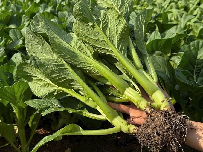 4000 Premium Choy Sum Seeds – Cải Ngồng – Yu Choy – Flowering Chinese Cabbage Seeds – Non-GMO, Heirloom, 99% Germination Rate, Easy to Grow Vegetable for Yard & Garden Planting