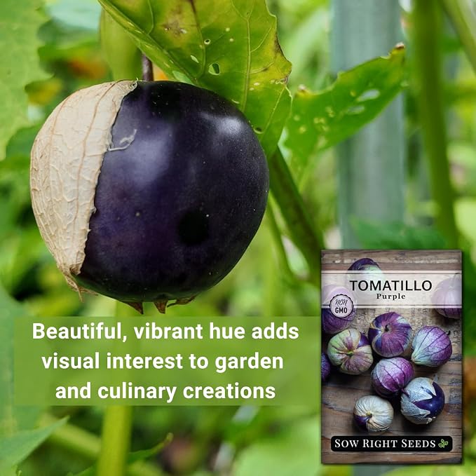 Sow Right Seeds - Purple Tomatillo Seeds for Planting - Non-GMO Heirloom Packet with Instructions to Plant an Outdoor Home Vegetable Garden - Mexican Husk Tomato - Ground Cherries Great for Salsa (3)