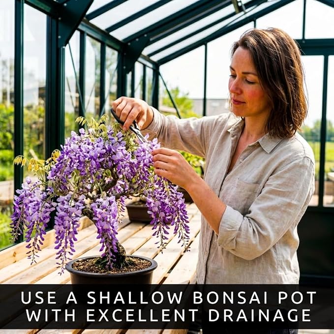 Wisteria Bonsai Starter Tree (1 Year Old Live Plant) – Wisteria Floribunda Seedling – Fast Growing Flowering Vine for Bonsai Training – Outdoor/Indoor Bonsai Tree Starter Kit Plant
