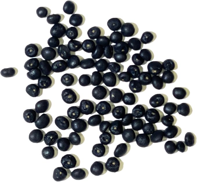 Seed Needs Mary Washington Asparagus Seeds to Plant Heirloom 2 Packs