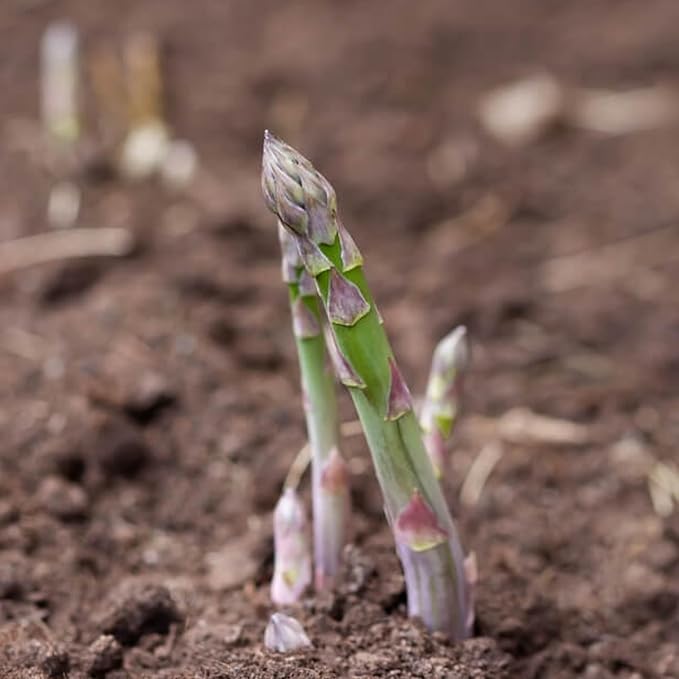 Seed Needs Mary Washington Asparagus Seeds to Plant Heirloom 5 Packs