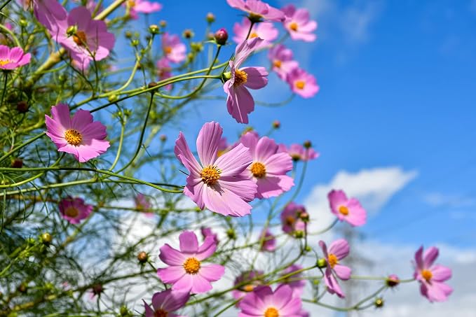 Set of Flower Seed Packets! Flower Seeds in Bulk - Great for Creating The Garden of Your Dreams! (100, Cosmos - Early Sensation)
