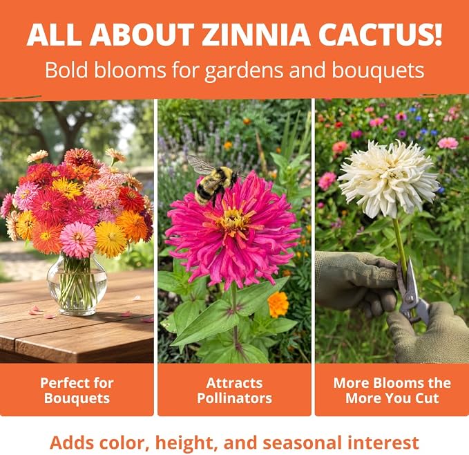 HOME GROWN Zinnia Cactus Mix Seeds - 650 Flower Seeds for Spring Planting Outdoors 2026, Large Zinnia Flower Seed, Easy Grow Garden & Cut Flowers (Zinnia elegans)