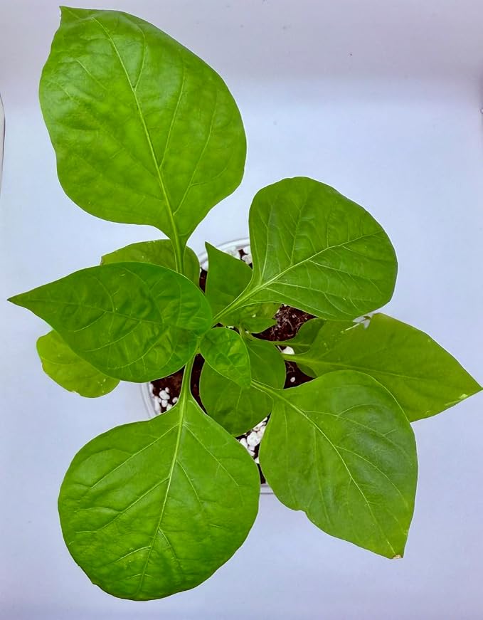 Ash Tree | Seeds In A Cup: Ash Tree Starter Kit | Easy to use | Educational | Memorial Gift | Plant It for The Planet | Grow Your Own Tree | Plastic Planter