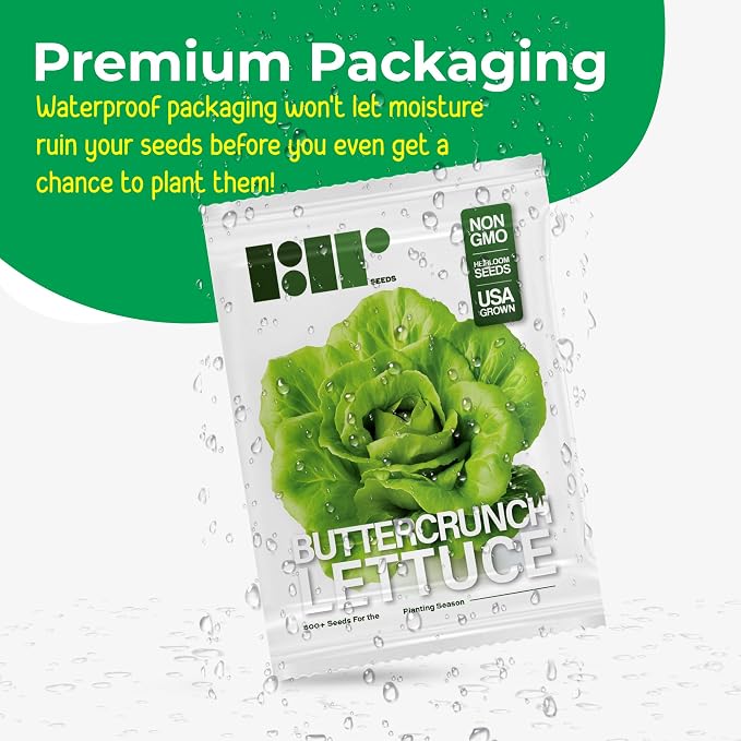 500 Buttercrunch Lettuce Seeds for Planting - Heirloom Non-GMO Vegetable Seeds for Planting - Hydroponics - Microgreens - AKA Butterhead, Boston, Bibb Lactuca Sativa