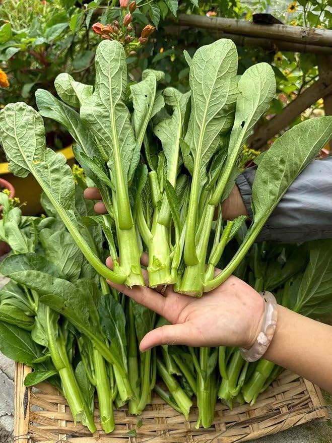 4000 Premium Choy Sum Seeds – Cải Ngồng – Yu Choy – Flowering Chinese Cabbage Seeds – Non-GMO, Heirloom, 99% Germination Rate, Easy to Grow Vegetable for Yard & Garden Planting