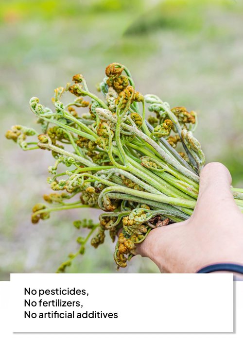 Korean Food Jeju Dried Bracken (Gosari) Authentic Korean Fernbrake for Bibimbap, Soups Vegan Recipes, 1.8 oz (50g), 100% Natural Flavorful 고사리