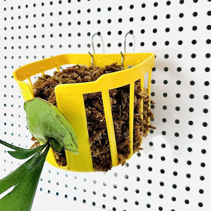 Staghorn Fern Mount Wall Planter Basket Vertical Orchid Hanging Planter