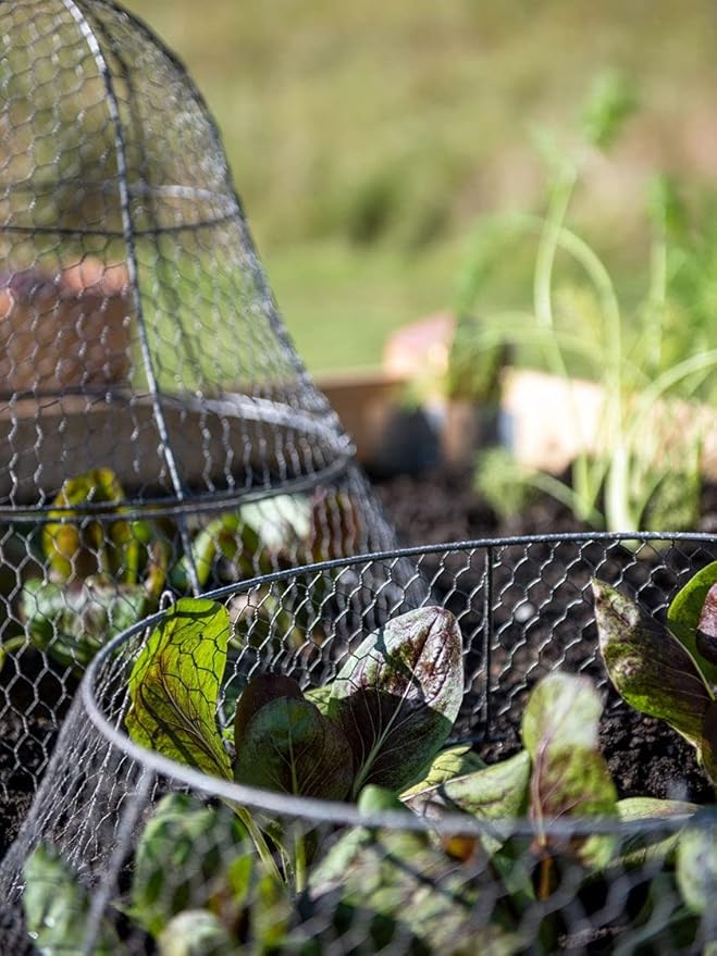 Gardener’s Supply Company Sturdy Chicken Wire Cloche Plant Protector Extension | Adds Broader Area Coverage Protection for Tall Plants Vegetables & Seedlings | (Cloche Extension Only)