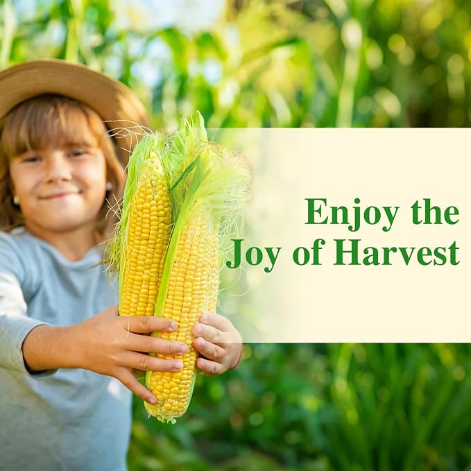 Groundio Golden Bantam Corn Seeds, 100 Non-GMO Heirloom Vegetable Seeds, High Germination Sweet Corn Seed for Outdoor Home Garden (Zea mays)