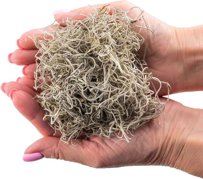 Premium Natural Spanish Moss | Natural Preserved - Great Ground Cover - Filler for Potted Plants - by GARDENERA - 4 Quart Bag