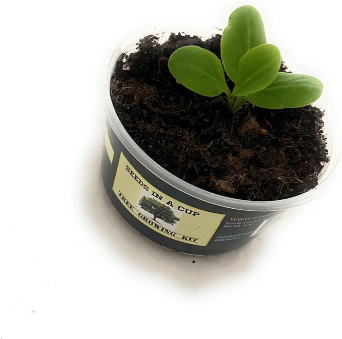 Tree Grow Kit | Easy to use | Educational | Memorial Gift | Plant It for The Planet | Grow Your Own Tree |Wide Selection to Choose from (Apricot)