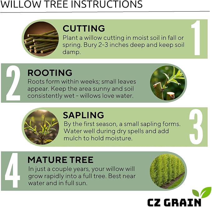 2 Miniature Weeping Willow Tree Cuttings to Grow - Stunning Weeping Branches are a Sight to See - Fast & Easy to Grow - Perfect for Indoor Pots or Outdoor Gardens, Unique Bonsai Gift for Gardeners