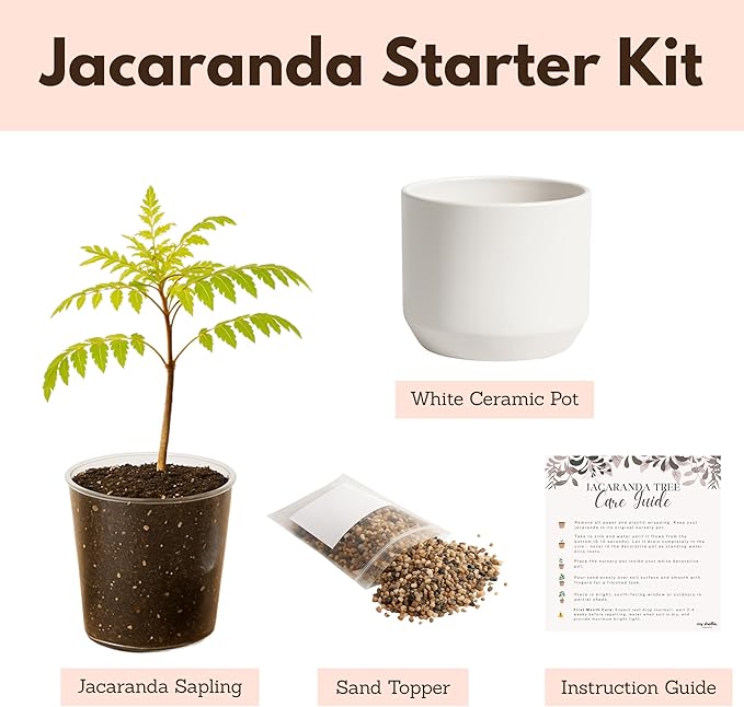 MyShelfie Jacaranda Tree Bonsai Starter Kit for Beginners - Gifts for Men Who Have Everything, Unique Gifts for Women, Small Bonsai Tree with Ceramic Pot, Easy to Grow and Maintain