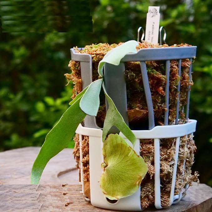 Staghorn Fern Mount Wall Planter Basket Vertical Orchid Hanging Planter