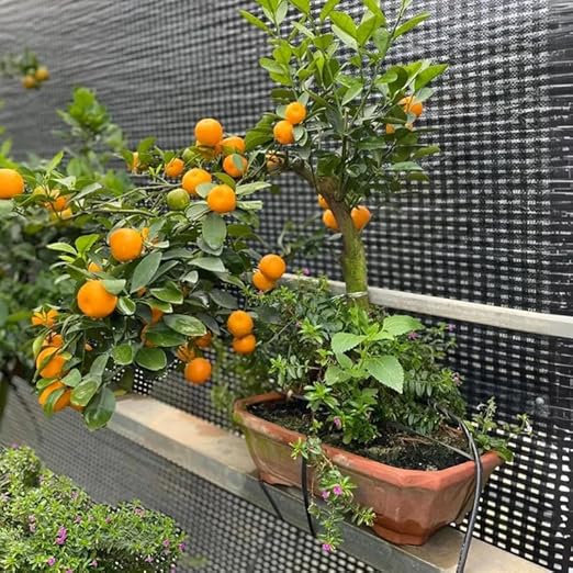 30+ Bonsai Orange Tree Seeds Dwarf Heirloom Bearing Bonsai Tree Fruit Garden