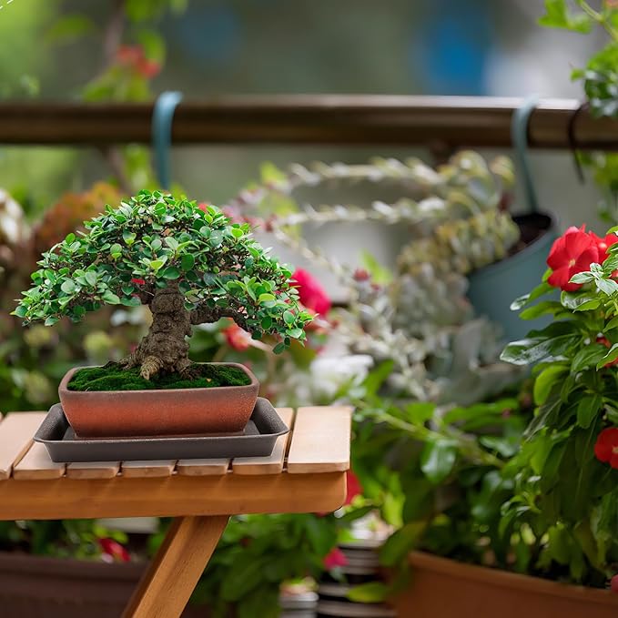 2 Pack Ceramic Bonsai Pots with Drainage Tray, 6" and 7" Unglazed Rectangle Bonsai Tree Planters, Bonsai Training Pots, Succulent Cactus Planter with Drainage Hole for Outdoor Indoor, Brown