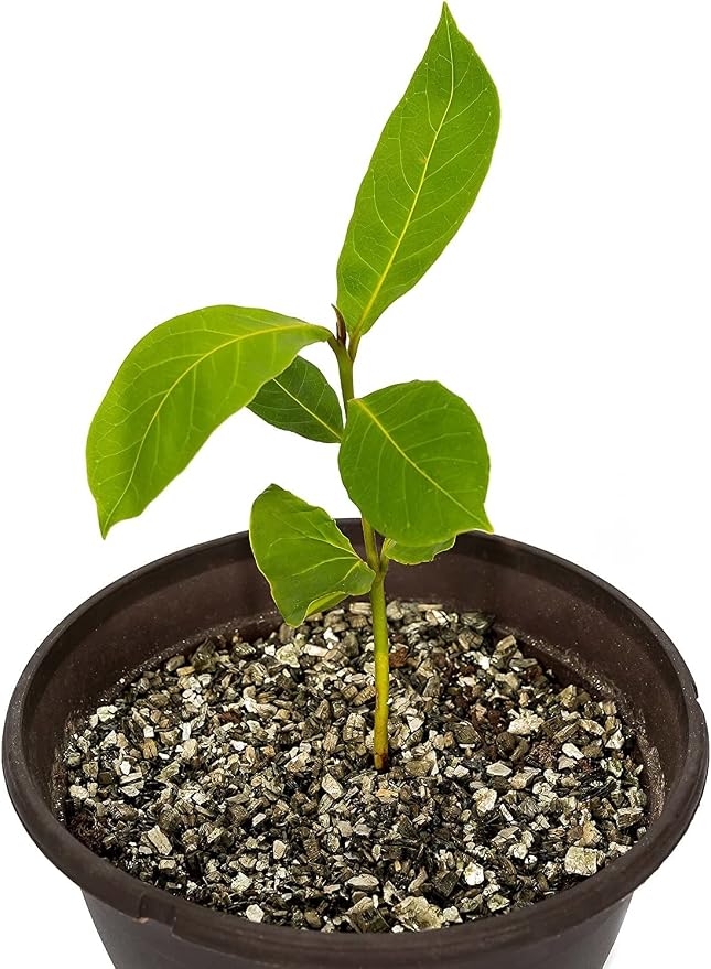 Horticultural Organic Vermiculite for Plants - Medium Grade - Natural Soil Additive for Gardening, Houseplants, Mushrooms, Potted Plants, Hydroponics, Terrariums (2 Quart)