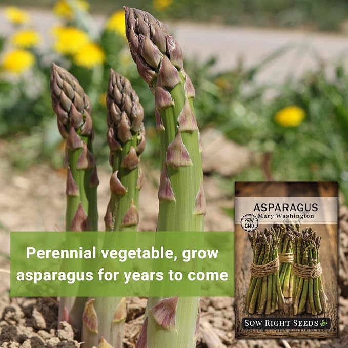 Sow Right Seeds - Mary Washington Asparagus Seed for Planting - Non-GMO Heirloom Packet with Instructions to Plant an Outdoor Home Vegetable Garden - Classic Perennial Stalks with Hearty Flavor (2)