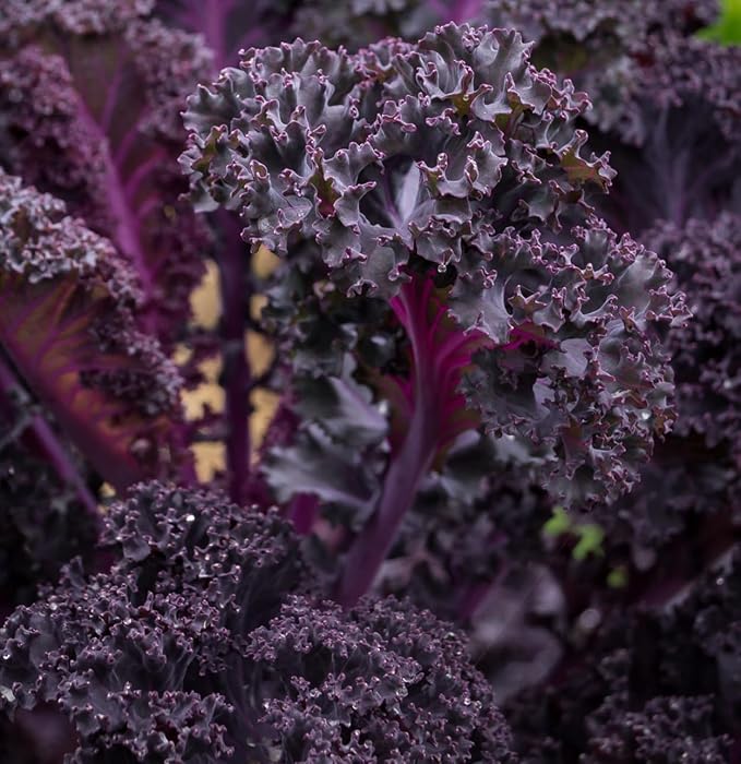 Scarlet Red Kale Seeds for Planting – Plant & Grow Heirloom Scarlet Red Kale in Home Outdoor Vegetable Garden, Brassica oleracea – 3 Packets