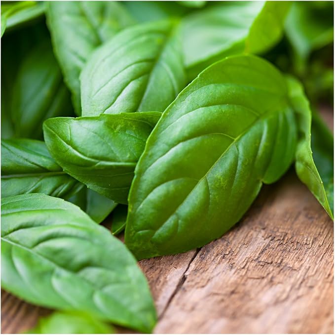Seed Needs Basil Seeds Variety Pack of 8 Herbs for an Indoor Outdoor Garden