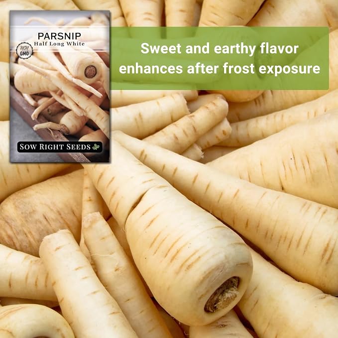 Sow Right Seeds - Half Long White Parsnip Seeds for Planting - Non-GMO Heirloom Packet with Instructions to Plant an Outdoor Home Vegetable Garden - White Flesh Root Parsnip - Spring and Fall (2)
