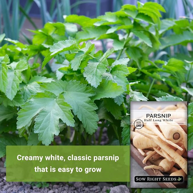 Sow Right Seeds - Half Long White Parsnip Seeds for Planting - Non-GMO Heirloom Packet with Instructions to Plant an Outdoor Home Vegetable Garden - White Flesh Root Parsnip - Spring and Fall (3)