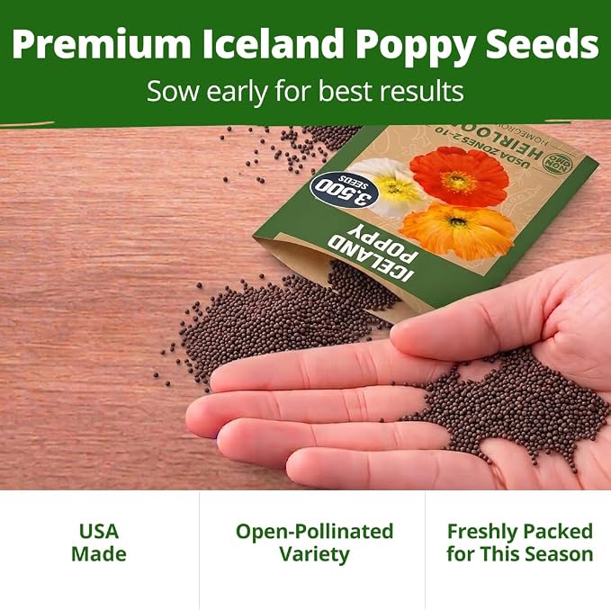 HOME GROWN Iceland Poppy Seeds (0.60g) – 2026 Spring for Planting 3500 Flower Seeds, Iceland Poppy Seeds Papaver nudicaule, Poppy Seeds for Planting Outdoors, Perennial Flower Seeds Garden