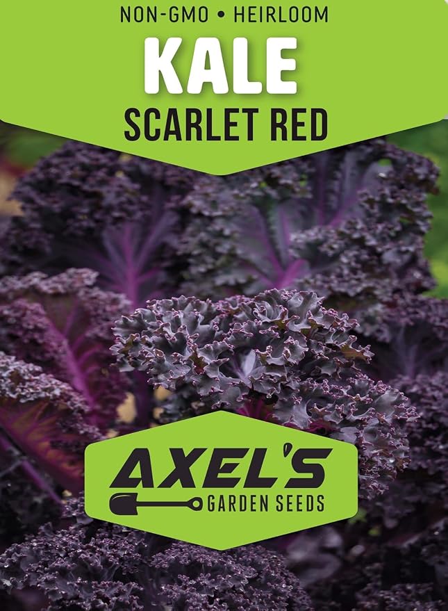 Kale Seeds for Planting - Plant & Grow Heirloom Kale Varieties Home Outdoor Garden – Easy Grow Planting Packet Instructions Included, Great Gardening Gift – 2 Packets of Each Variety