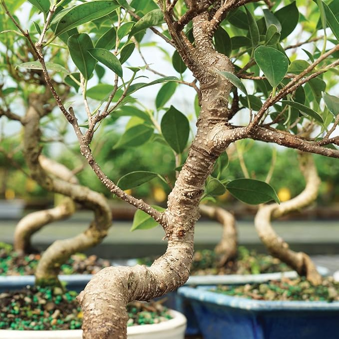 Brussel's Bonsai - Live Golden Gate Ficus Bonsai Tree Kit with Ceramic Bonsai Pot & Bonsai Soil, Indoor Bonsai Plant Starter Kit, Easy Care Houseplant for Home or Office (Small)