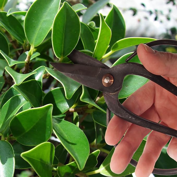 Bonsai Forged Sharp Wire Cutting Scissor with Rubber Handle - 1 Unit