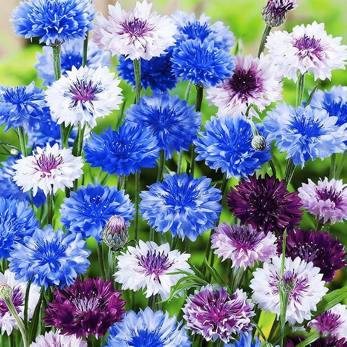 3200+ Mix Cornflower Seeds for Planting - Non-GMO Bachelor Button Flower Seeds Garden Outdoor,Perennial Plant Seeds