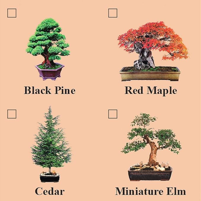 Eve's Red Maple Bonsai Seed Kit, Woody, Complete Kit to Grow Red Maple Bonsai from Seed