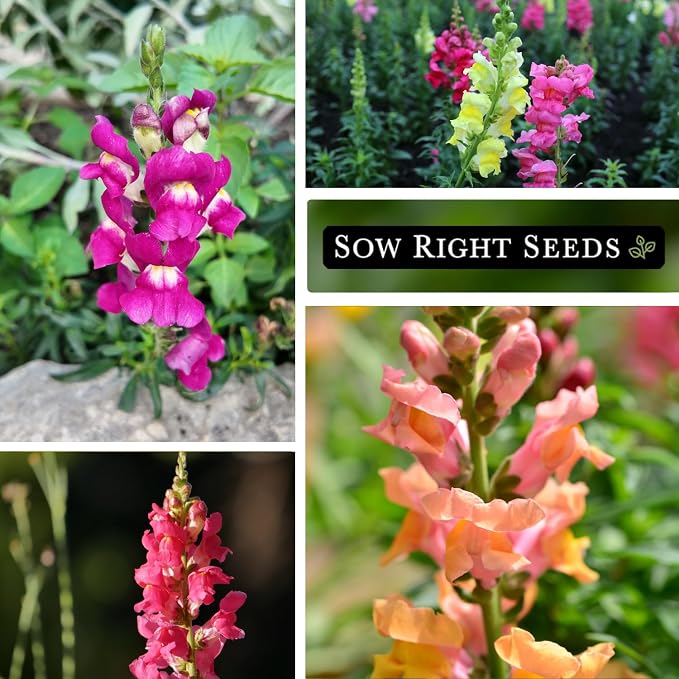 Sow Right Seeds - Large Mix Snapdragon Seeds for Planting - Non-GMO Heirloom - Vibrant, Hardy Snap Dragons for Garden & Planter Boxes - Easy to Grow - Perfect for Border Planting & Cut Flowers (1)