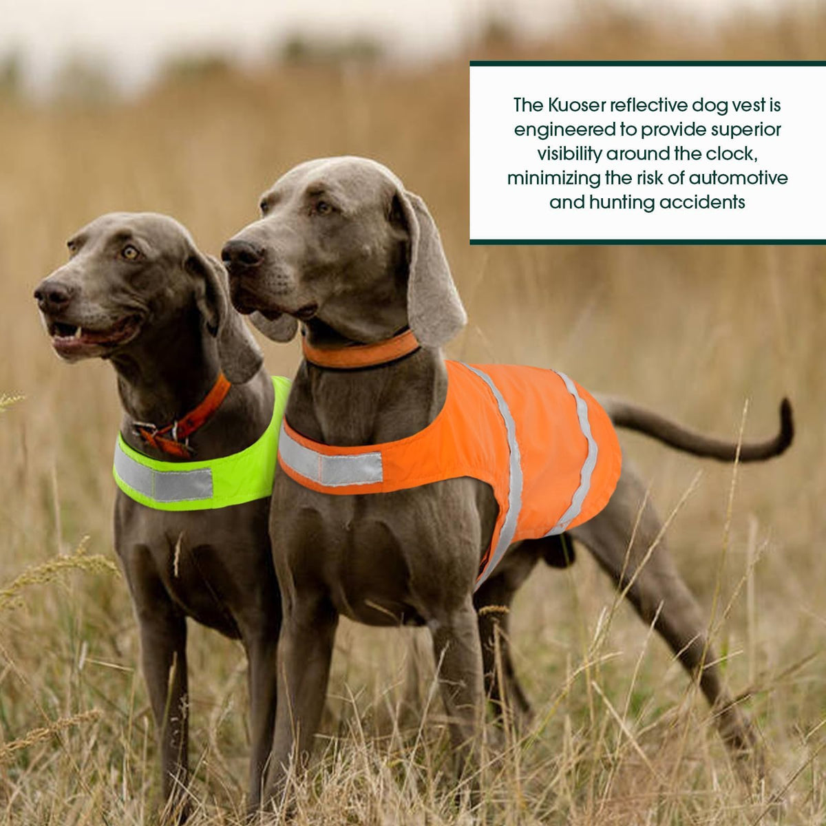Kuoser Reflective Dog Vest, High Visibility Safety Vest for Medium to Large Dogs, Lightweight Pet Reflective Vests for Hunting Outdoor Activities Walking at Night, Blaze Orange 3XL