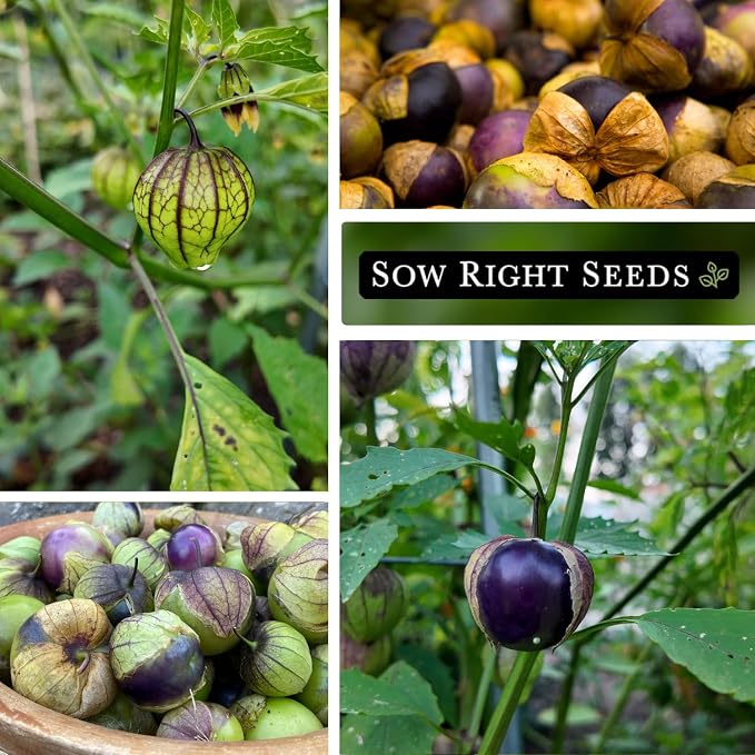 Sow Right Seeds - Purple Tomatillo Seeds for Planting - Non-GMO Heirloom Packet with Instructions to Plant an Outdoor Home Vegetable Garden - Mexican Husk Tomato - Ground Cherries Great for Salsa (3)