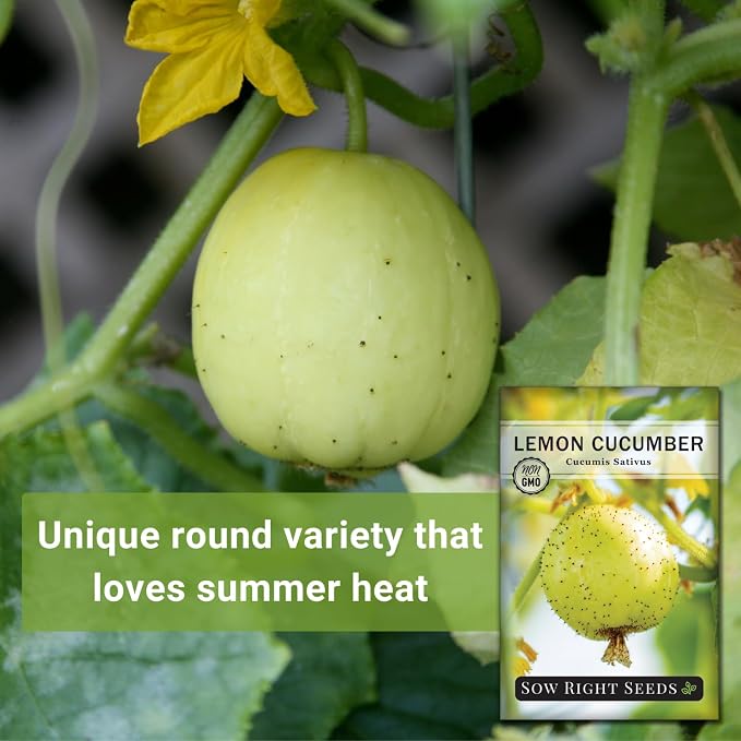 Sow Right Seeds - Lemon Cucumber Seeds for Planting - Non-GMO Heirloom Seeds with Instructions to Plant and Grow a Home Vegetable Garden - Unique Round Variety with Melon Flavor for Outdoors (1)