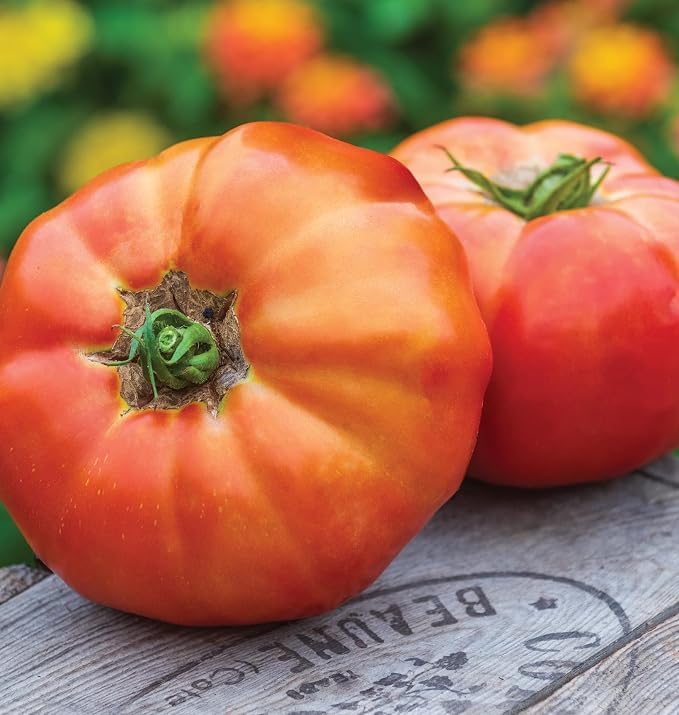 Burpee 'Big Rainbow' Heirloom, Large Beefsteak Slicing Tomato, 100 Non-GMO Seeds