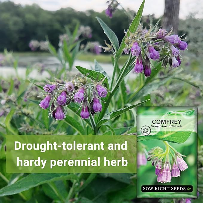 Sow Right Seeds - Comfrey Seeds for Planting - Non-GMO Heirloom - High-Yield Comfrey for Garden, Medicinal Herbs, and Soil Improvement - Outdoor or Indoor Herb Garden - Use for Home Remedies (1)