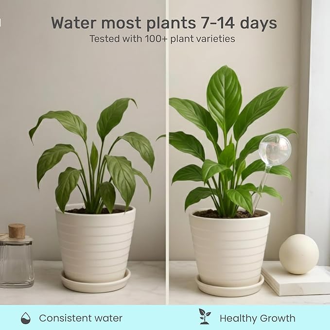 Little Green Leaf Automatic Plant Watering Globes Self Watering Planter Inserts (Set of 2) | Hands Free Clear Glass Bulbs | Planter Spikes to Support Indoor & Outdoor Plant Health (200ml)